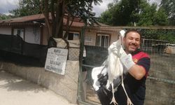 Çorum'da yuvasından düşerek yaralanan leylek, tedavi edilecek