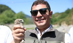 Düzce'de 5 baykuş ve 20 bin alabalık doğaya bırakıldı