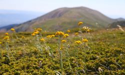 Ilgaz Dağı'nın zirvesinde açan çiçeklerle bahar yeni yaşanıyor