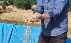 Kastamonu'da "Hitit buğdayı" siyezin hasadı başladı