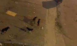 SOKAK HAYVANLARI TOPLANMAYA BAŞLANDI