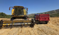Laçin'de nohut hasadı başladı