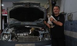 Motor ustasının "Psikopat" kedisi sanayinin maskotu oldu