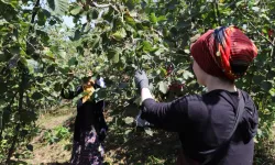 ZİRAAT ODASI'NDAN FINDIK AÇIKLAMASI