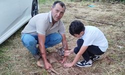 Ordu'da yaralı yavru karaca tedavi altına alındı