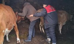 Rize'de büyükbaş ve küçükbaş hayvanlara şap aşısı yapıldı