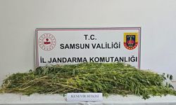 Samsun'da 5 bin 608 kök Hint keneviri ele geçirildi