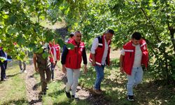Samsun'da tahmini fındık rekolte çalışması yürütülüyor