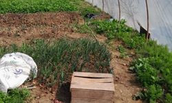 Sinop'ta kaçak su kullanan kişilere para cezası verildi
