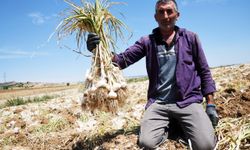 Taşköprü sarımsağı üreten çiftçi 30 yıldır ata tohumundan vazgeçmiyor