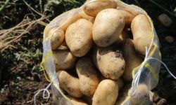 Tokat'ın Niksar ilçesinde 30 bin ton patates rekoltesi bekleniyor