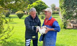 Tokat'ta yaralı leylek itfaiye ekiplerince kurtarıldı