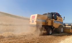 Vezirköprü'de buğday tarlalarında hasat mesaisi başladı
