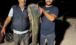 Almus'ta 153 santimetre uzunluğunda 40 kilogramlık yayın balığı avlandı