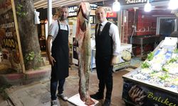 Amasya'da 2 metre 20 santimetre uzunluğunda yayın balığı yakalandı