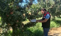 Amasya'da meyve bahçelerinde zararlı kontrolleri sürüyor