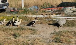 Amasya'da tavuğun ördek yavrularına annelik yapması gülümsetiyor