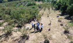 Bafra Ovası'nda fındık hasadına devam ediliyor