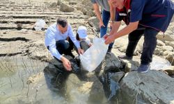 Boyabat'ta 158 bin yavru sazan baraj ve göletlere bırakıldı