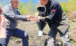 Bursa’da kabuk böceklerine karşı biyolojik mücadele başladı