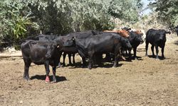 Gümüşhane'de Kırsalda Bereket Hayvancılığa Destek Projesi çalışmaları sürüyor