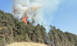 GÜNCELLEME - Sinop'ta çıkan orman yangını kontrol altına alındı