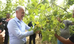 İnegöl fındığında hasat zamanı