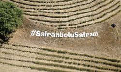 Karabük'te safran soğanı toprakla buluştu