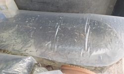 Kızılırmak Deltası'ndaki Çernek Gölü'ne 6 bin yavru sazan bırakıldı