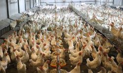 Ordu'da yıllık yumurta üretimi 45 milyona yükseldi