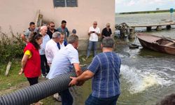 Samsun'da 2 milyon 341 bin yavru sazan su kaynaklarına bırakıldı