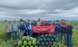 Samsun'da genç gönüllüler tarlada karpuz hasadına destek verdi