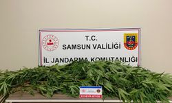 Samsun'da ormanlık alana kenevir eken şüpheli suçüstü yakalandı