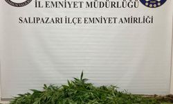 Samsun'da uyuşturucu operasyonunda 75 kök hint keneviri ele geçirildi