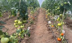 Seracılık hayalini 60 yaşında gerçekleştirdi