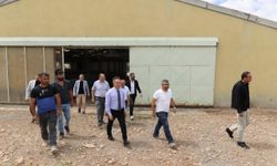 Tokat'ta Karayaka kuzusu ıslah çalışmaları başladı
