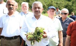 TZOB Yönetim Kurulu Üyesi Soydan, fındık üreticileriyle hasat yaptı