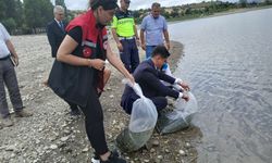 Uluköy Barajı'na 25 bin yavru sazan balığı bırakıldı
