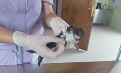 Yaralı bulunan ak karınlı ebabil Kızılırmak Deltası'ndaki klinikte tedavi ediliyor