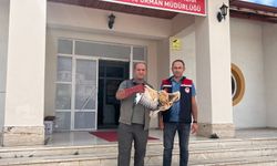 Amasya'da yaralı bulunan şahin tedavi altına alındı