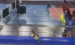 Bolu'da kedi 'Tekir' voleybolcu çocukların maskotu oldu