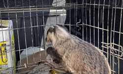 Bolu'da tedavisi tamamlanan porsuk doğaya bırakıldı