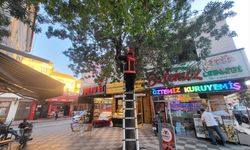 Çorum'da ağaçta mahsur kalan kedi kurtarıldı