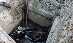 Çorum'da kuyuya düşen inek kurtarıldı