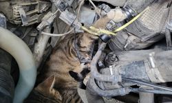 Çorum'da minibüsün motoruna giren kedi itfaiye ekiplerince kurtarıldı