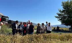 Çorum'un Kargı ilçesinde çeltik hasadı başladı