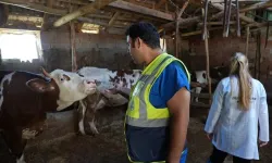Denizli Büyükşehir’den üreticilere ücretsiz veterinerlik desteği