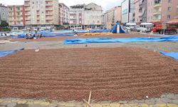 Espiye'de üreticilerin fındık kurutma mesaisi sürüyor