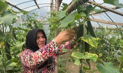 Ev hanımı devlet desteğiyle kurduğu serada üretim yapıyor
