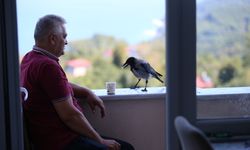 Fındık ikram ettiği kargayla dostluk kurdu
